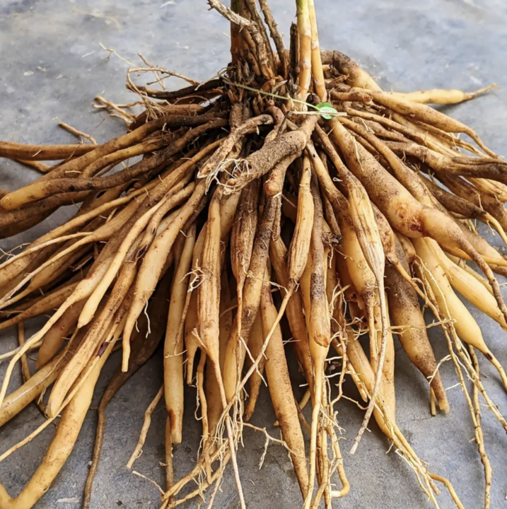 Shatavari, The Female Wonder Herb!